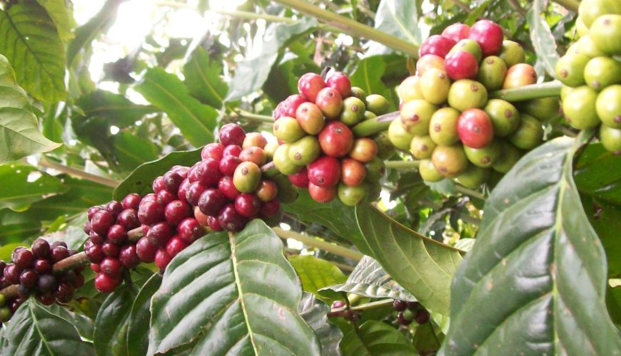 Colombia’s Top 5 Coffee Villages