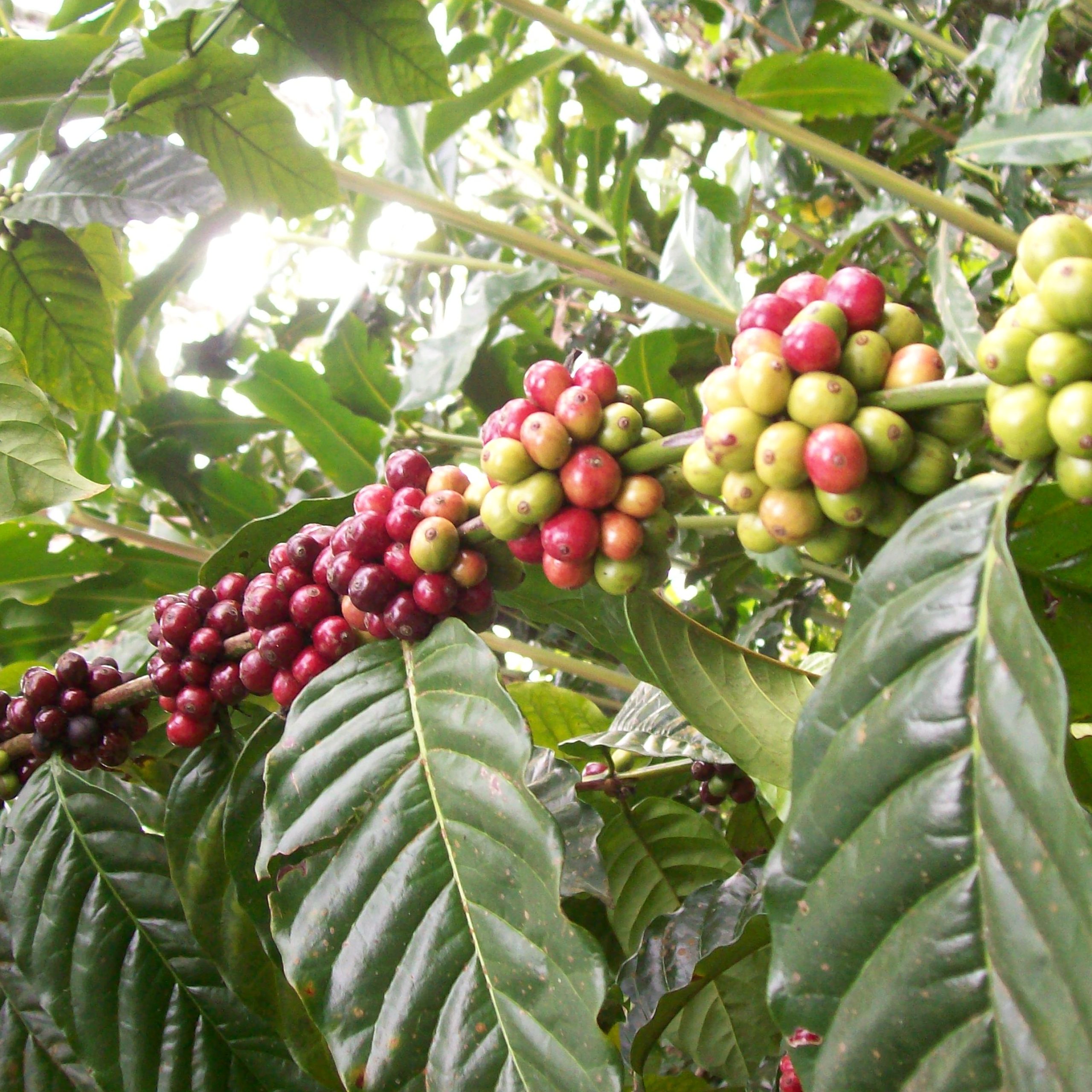 Colombia’s Top 5 Coffee Villages