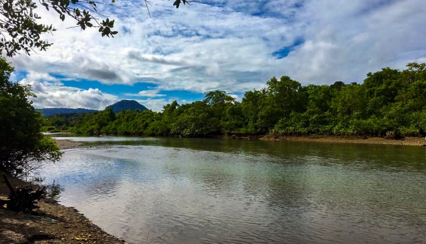 Discover the Wonders of Nuquí: Whale Watching and Wildlife in Colombia’s Pacific Paradise